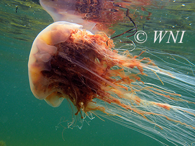 Lion's Mane Jellyfish (Cyanea capillata)